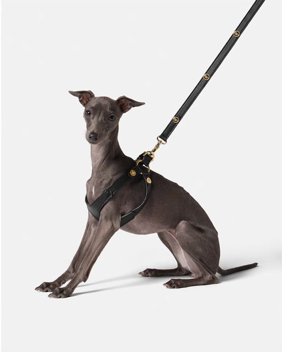 V7_petaccessories